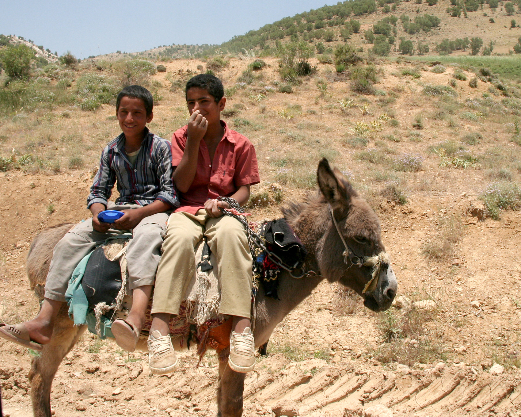 ロバにのるカシュカイ族の少年たち